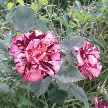 Къща за гости Prestige Синеморец