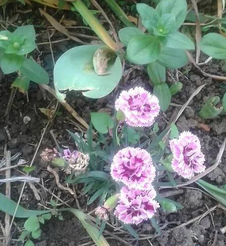 Prestige Къща за гости Синеморец