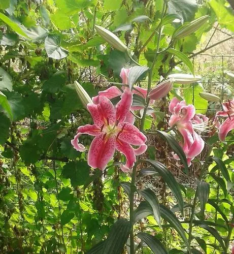 Prestige Къща за гости