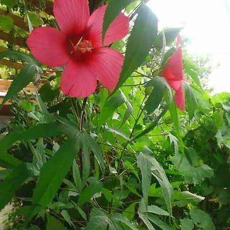 Prestige 3* Szinemorec