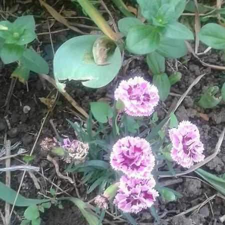 Prestige Vendégház Szinemorec