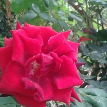 Prestige Vendégház