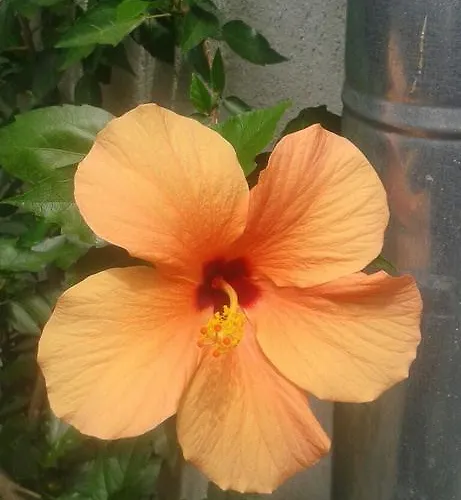 Prestige Πανσιόν Sinemoretz