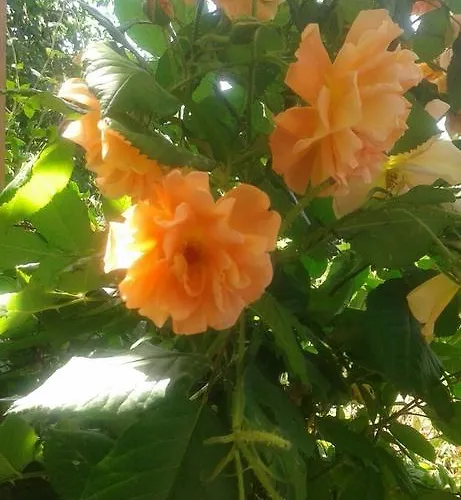 Πανσιόν Prestige 3*