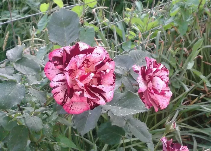 Πανσιόν Prestige Sinemoretz