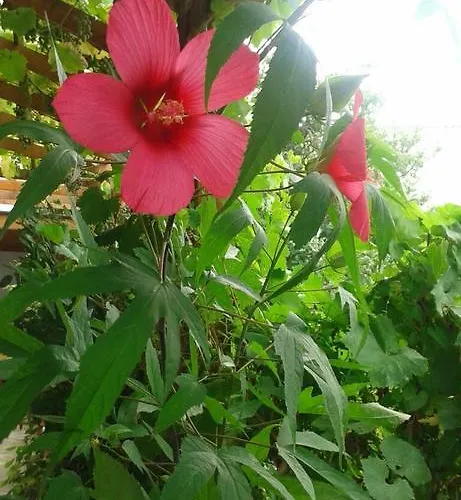 Prestige 3* Sinemoretz