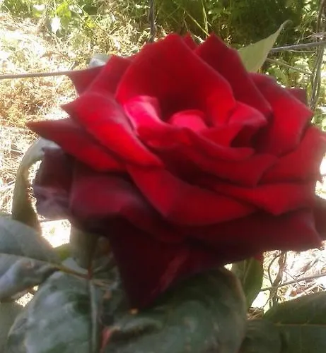 Πανσιόν Prestige Sinemoretz