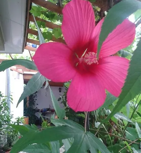 Πανσιόν Prestige Sinemoretz