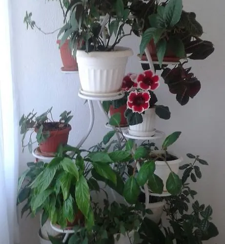 Prestige Πανσιόν Sinemoretz